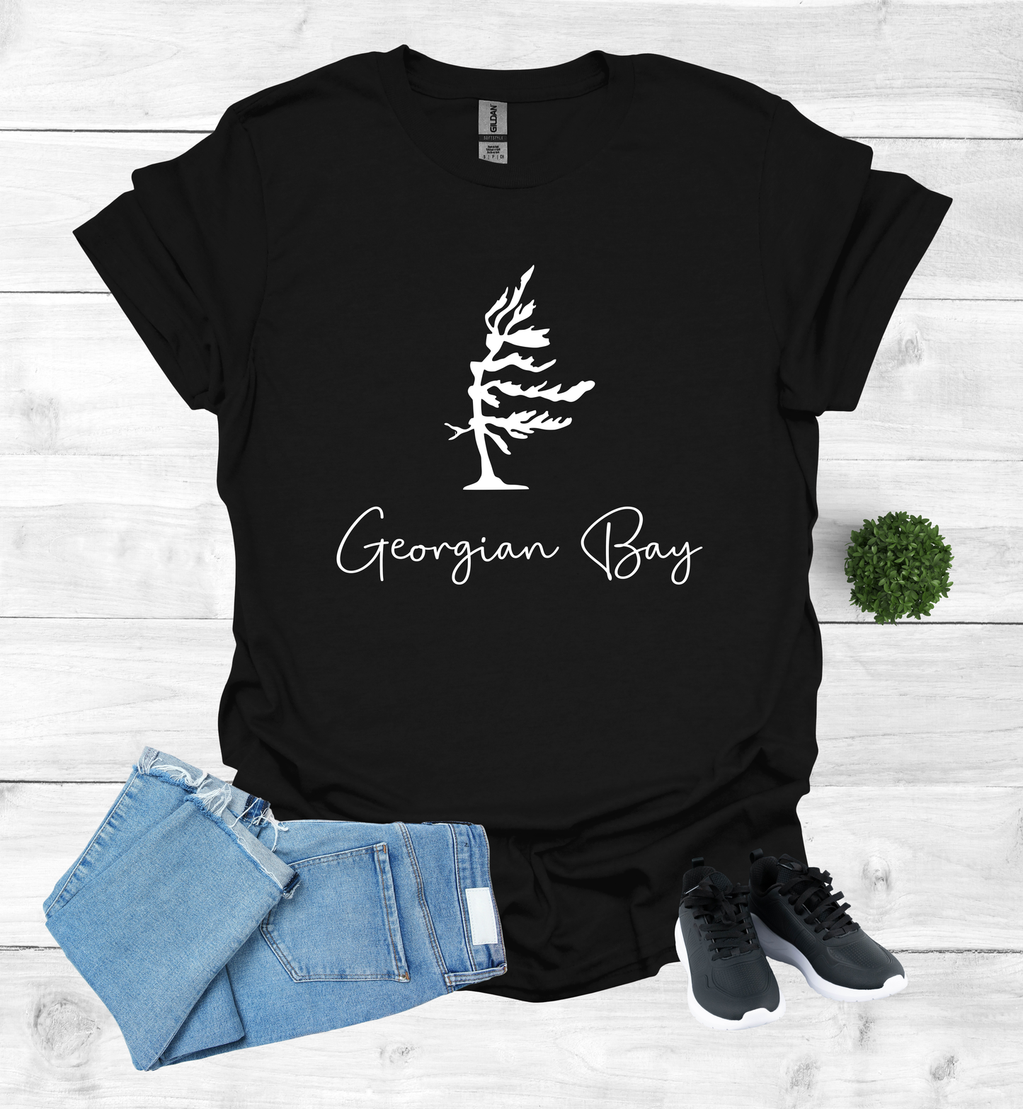 Georgian Bay wind swept pine tree