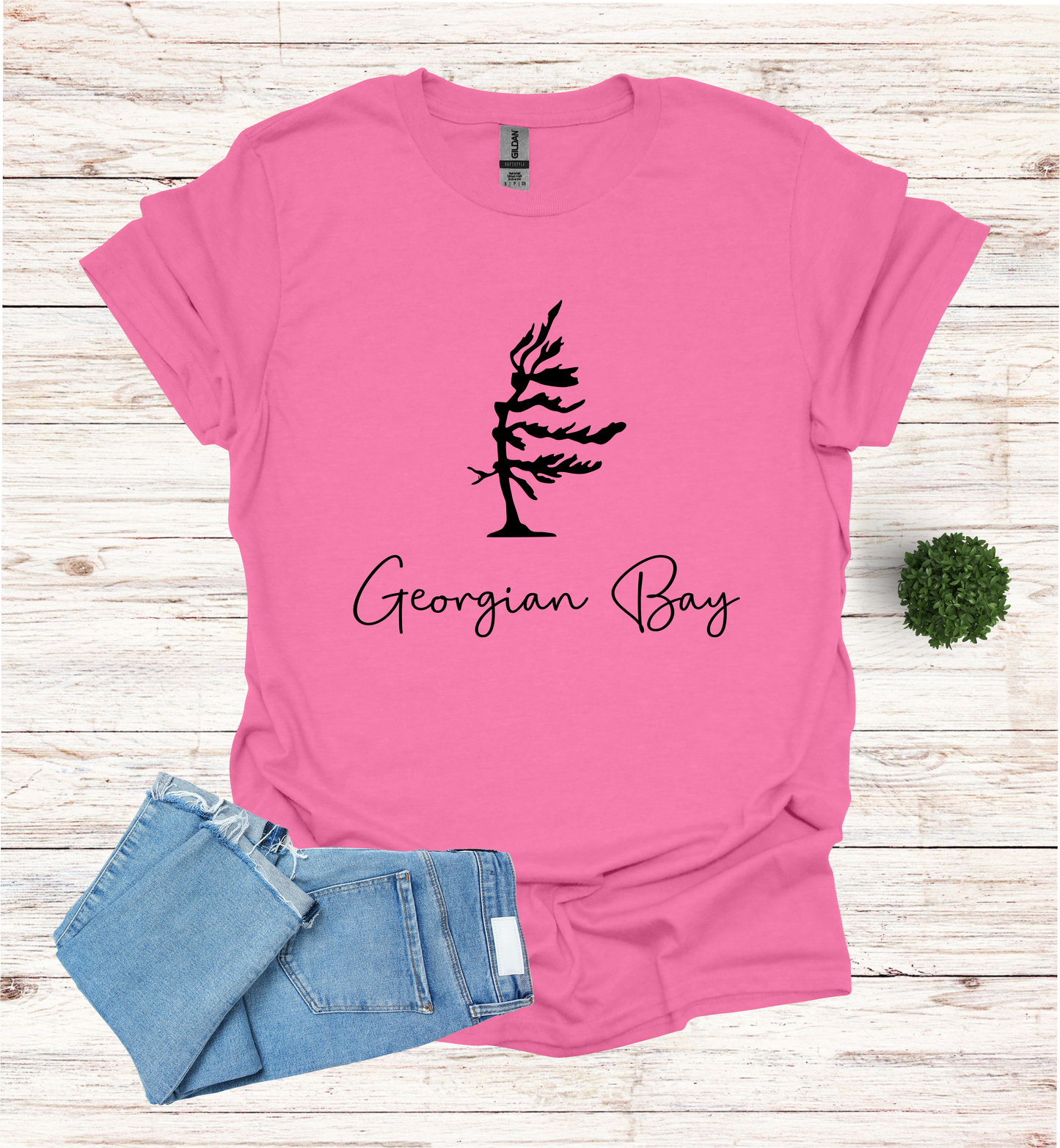 Georgian Bay wind swept pine tree