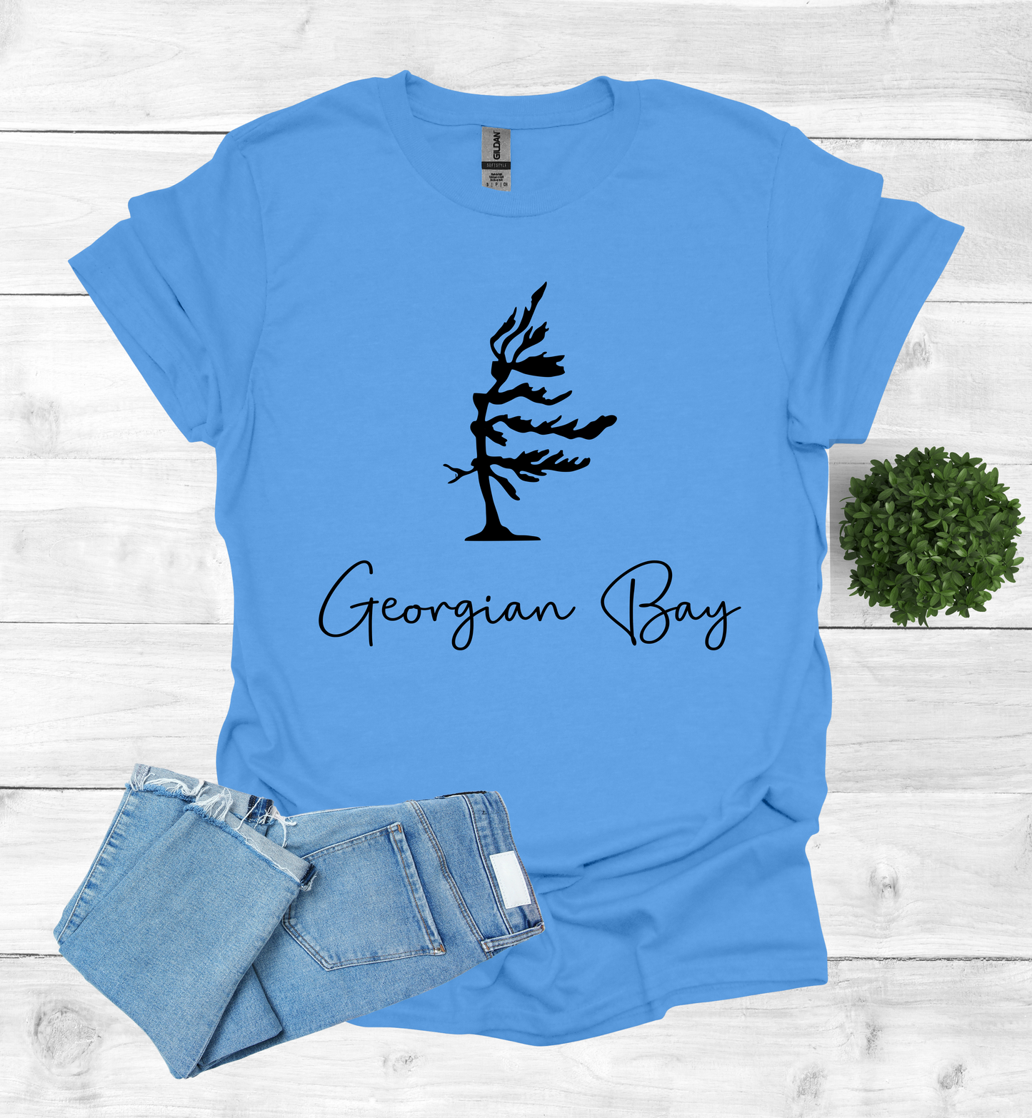 Georgian Bay wind swept pine tree