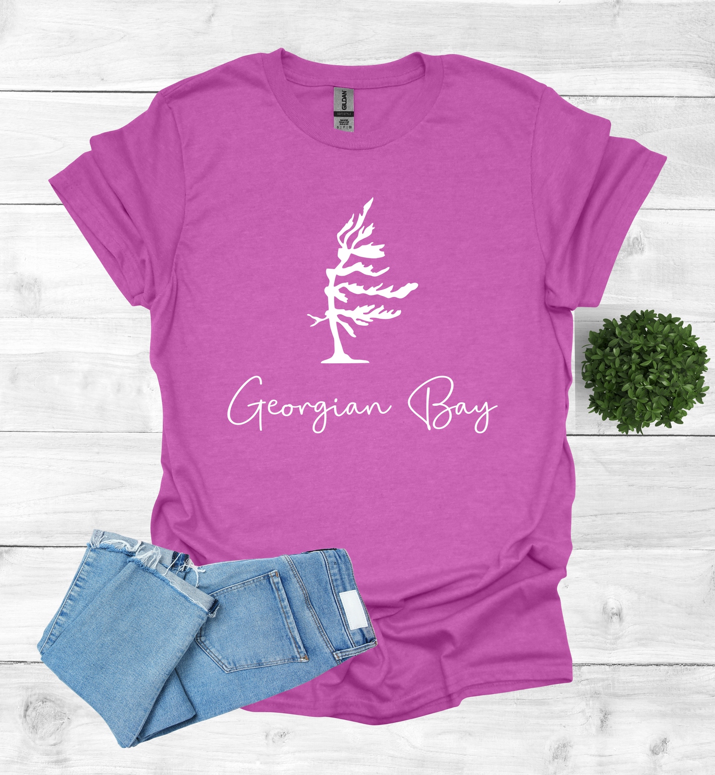 Georgian Bay wind swept pine tree