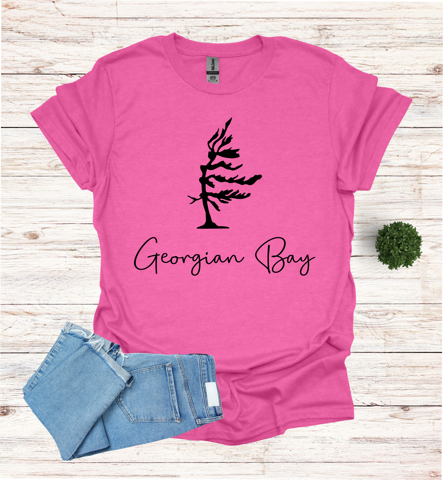 Georgian Bay wind swept pine tree