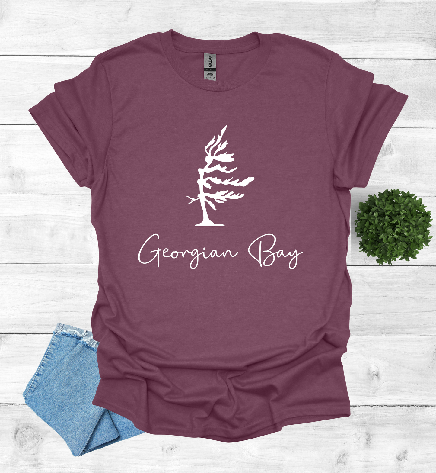 Georgian Bay wind swept pine tree