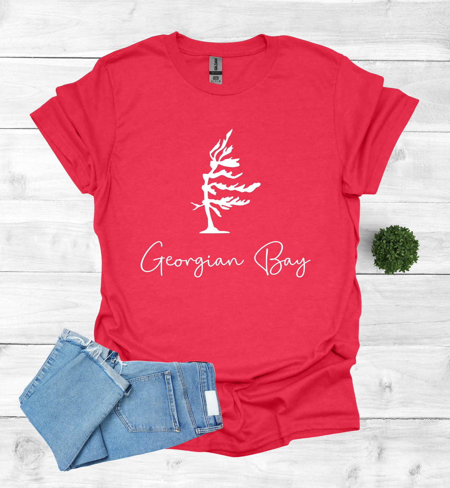 Georgian Bay wind swept pine tree