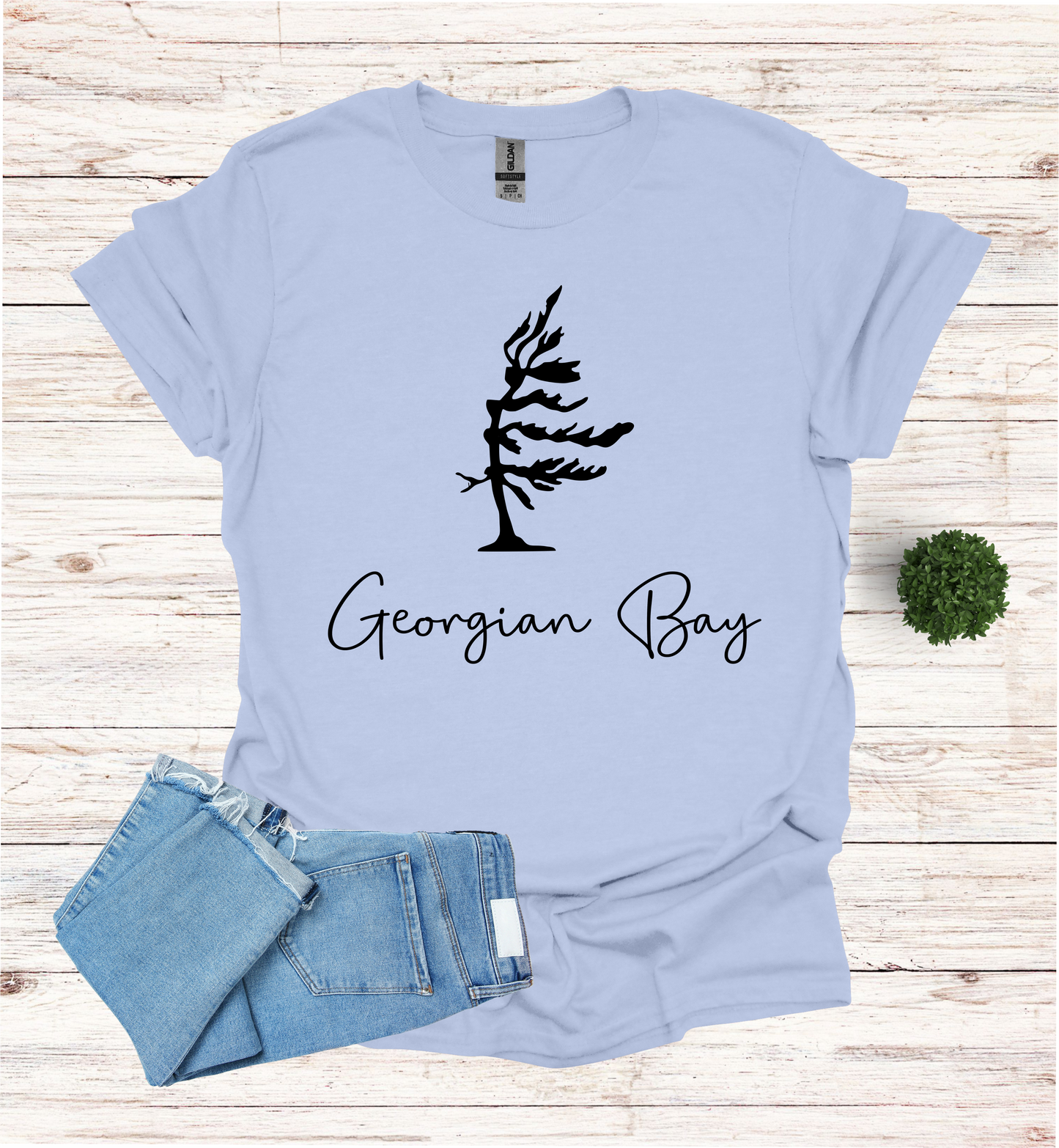 Georgian Bay wind swept pine tree