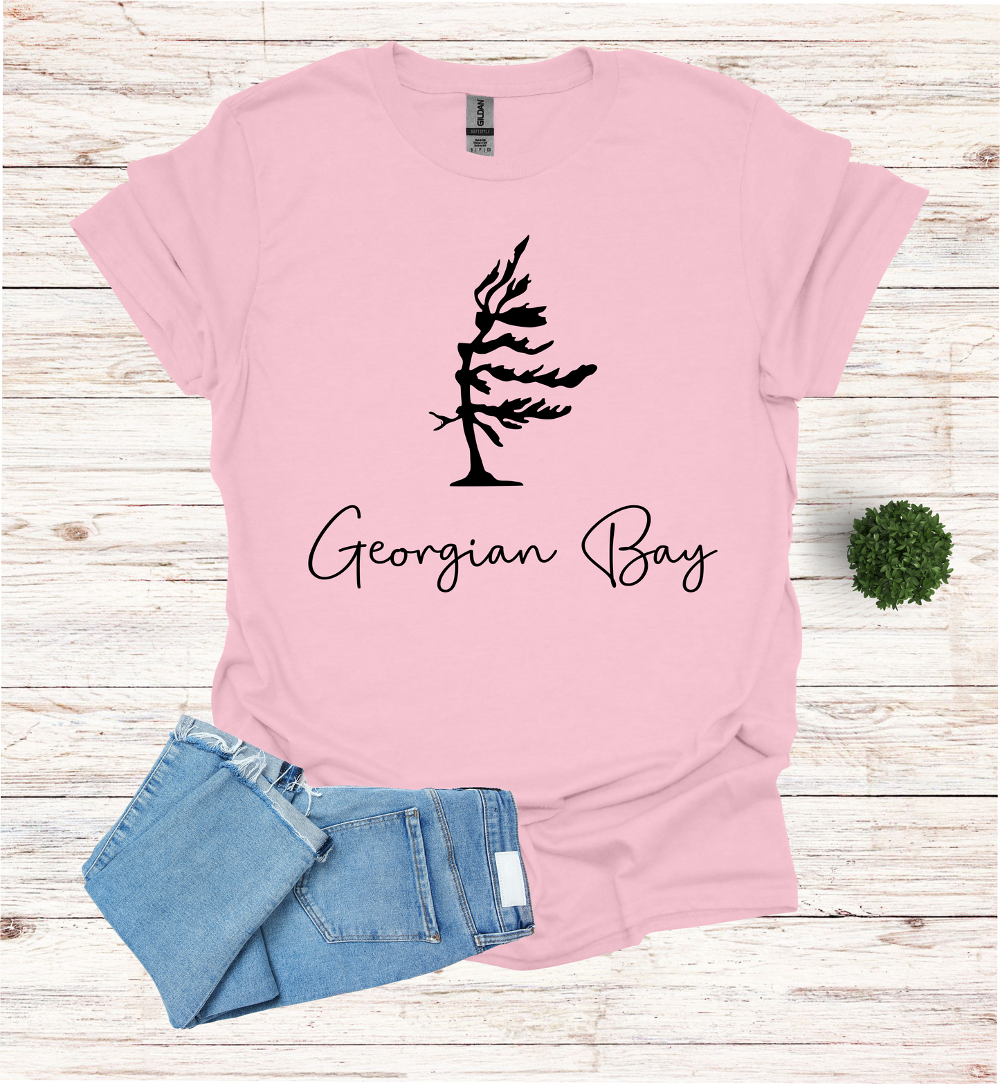 Georgian Bay wind swept pine tree