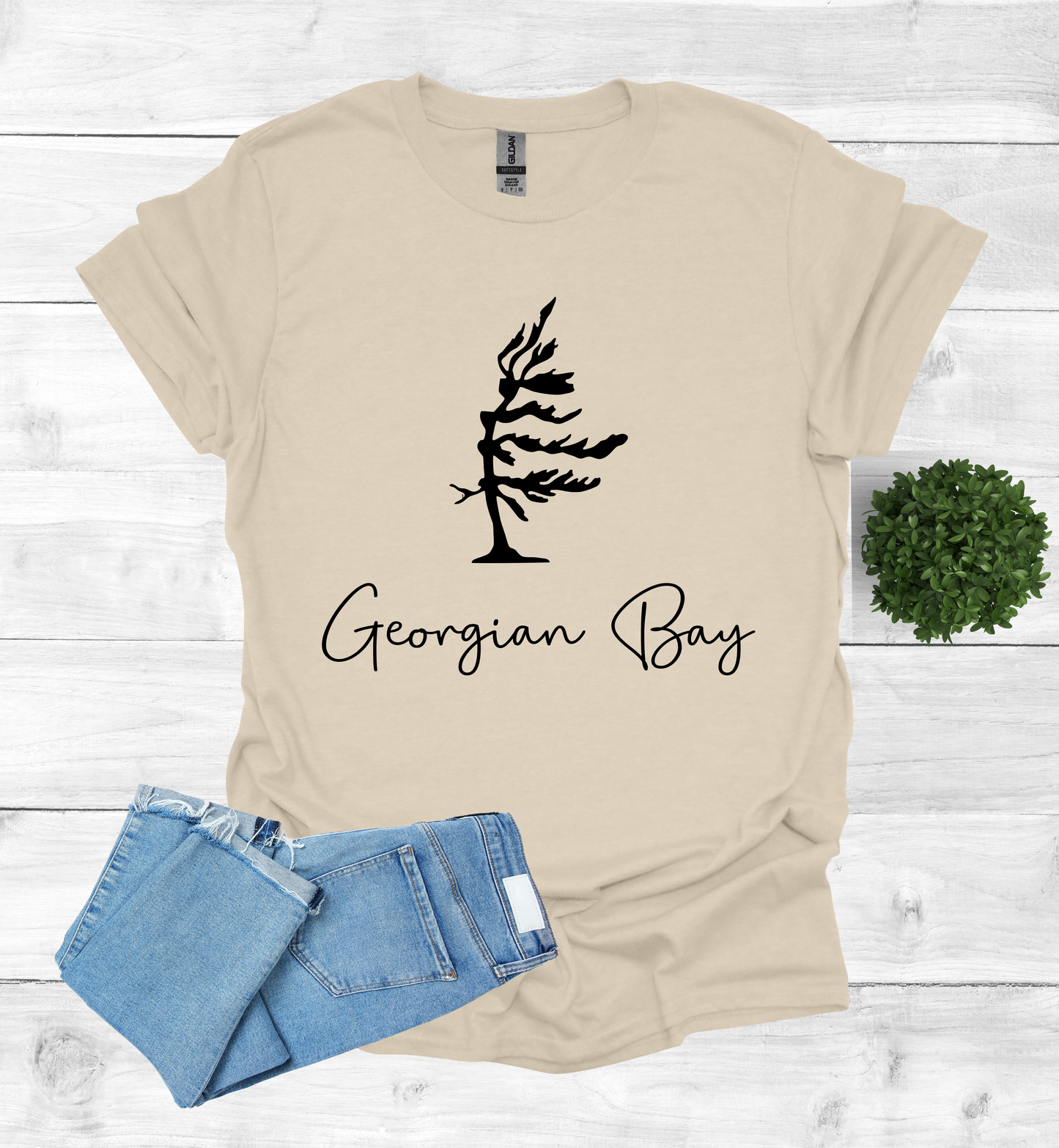 Georgian Bay wind swept pine tree