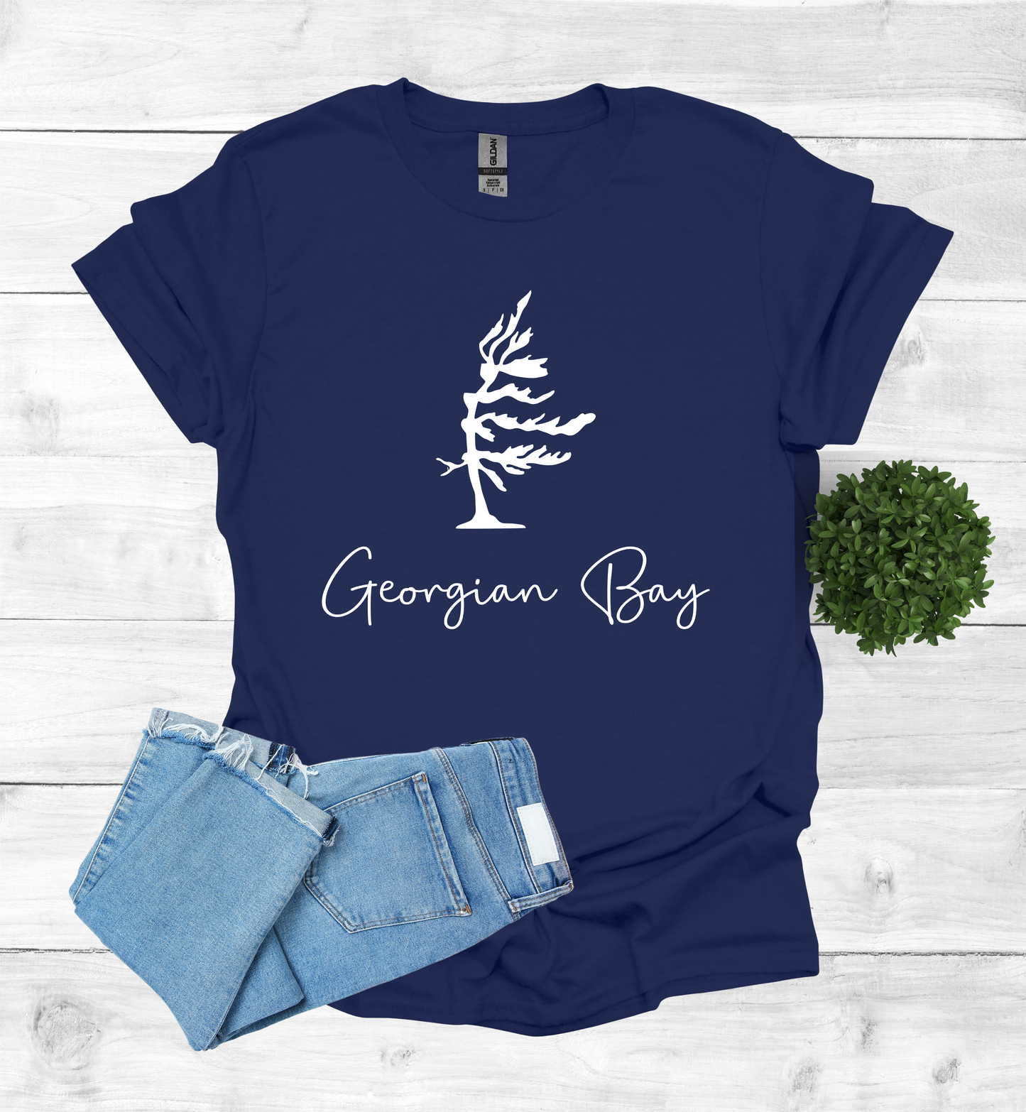 Georgian Bay wind swept pine tree