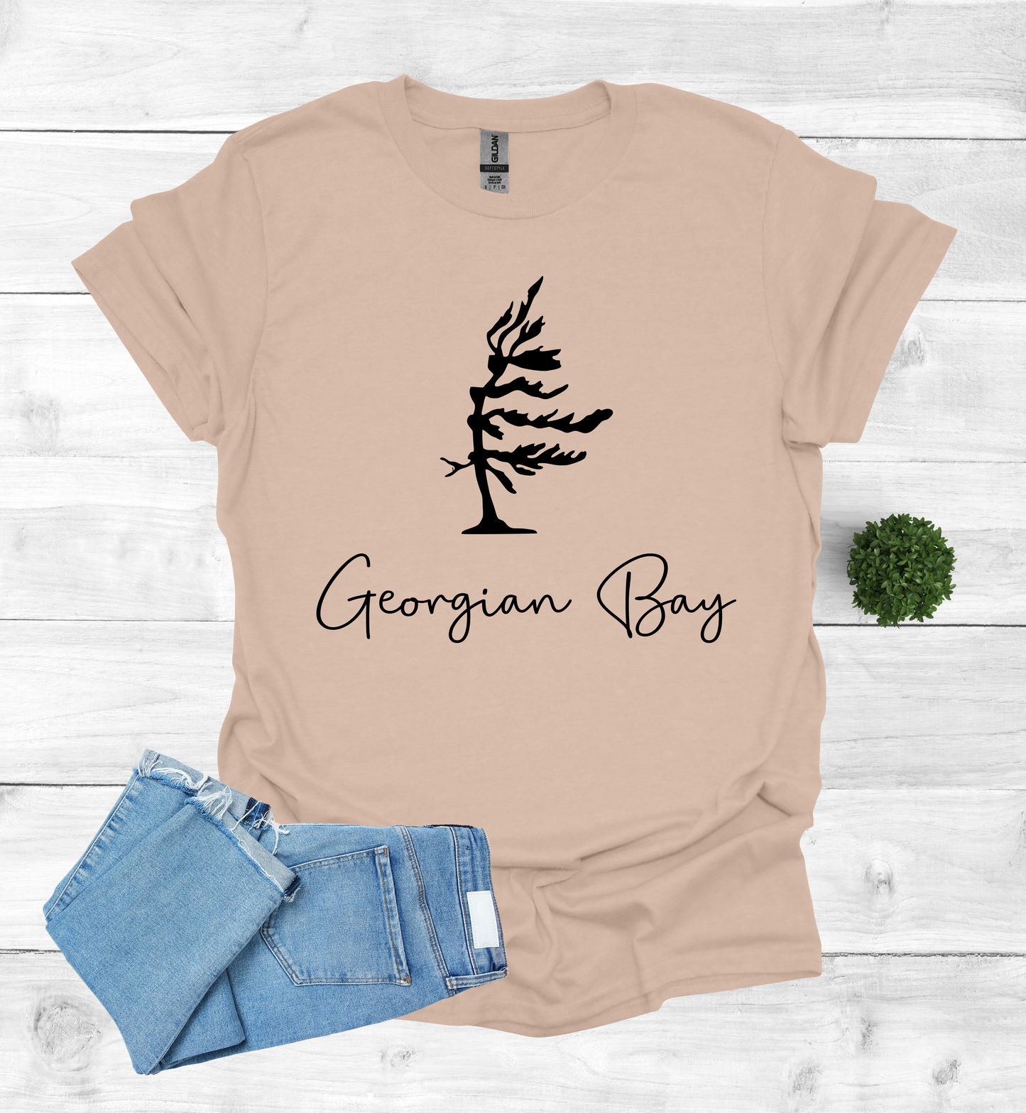 Georgian Bay wind swept pine tree