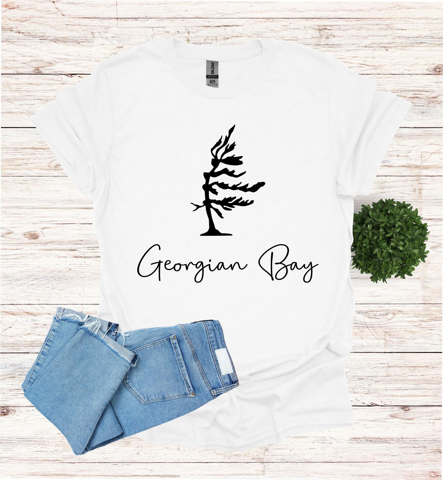 Georgian Bay wind swept pine tree